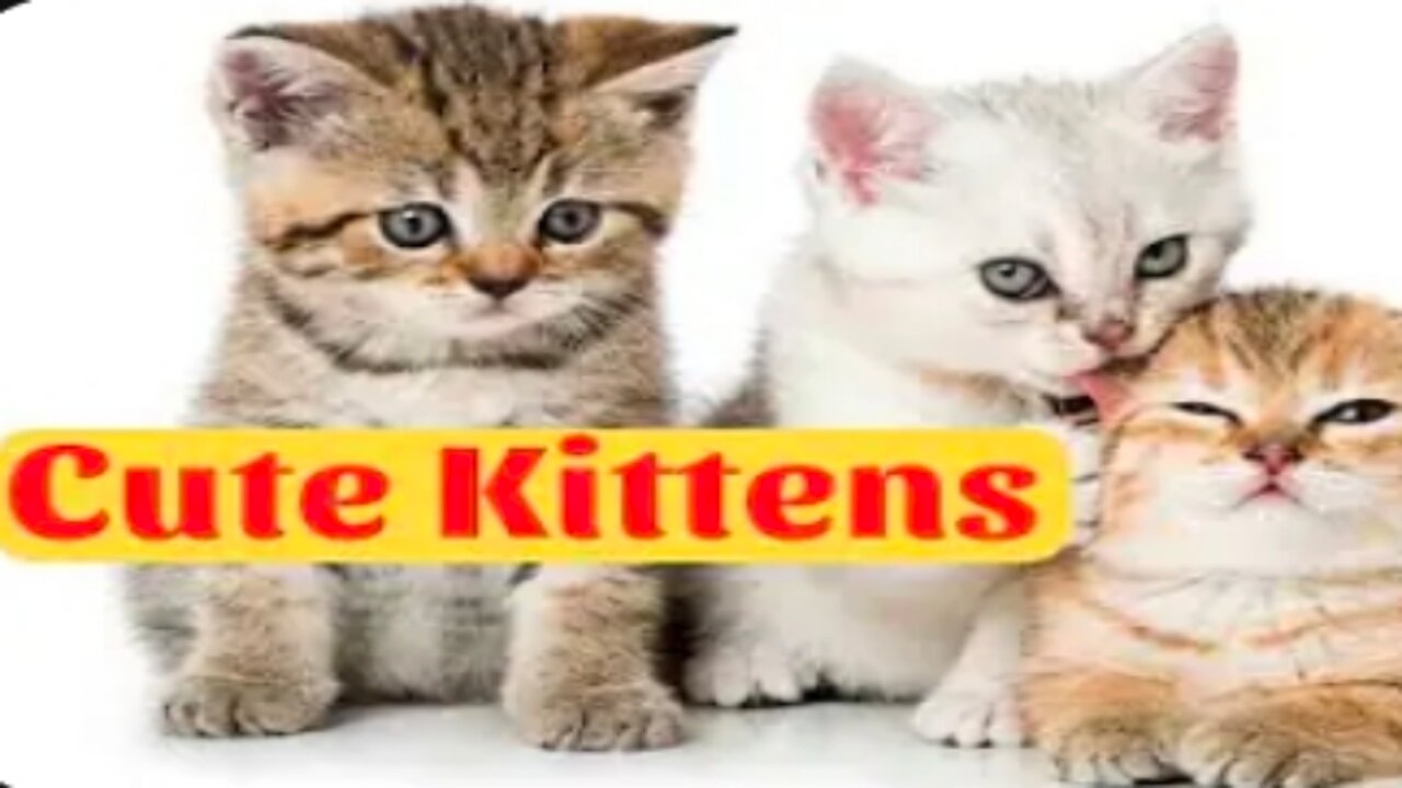 Playful Baby Cats Enjoying Themselves || cute kittens Funny video π½πΎπ