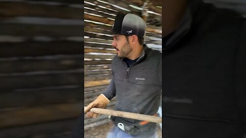 Manual labour while building a bushcraft survival shelter #shelterbuilding #bushcraft #survival