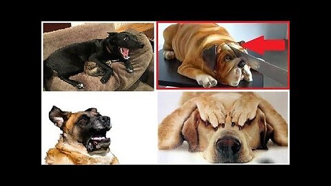 Dog Reaction to Cutting Cake 🤣 - Funny Dog Cake Reaction Compilation | Pets House
