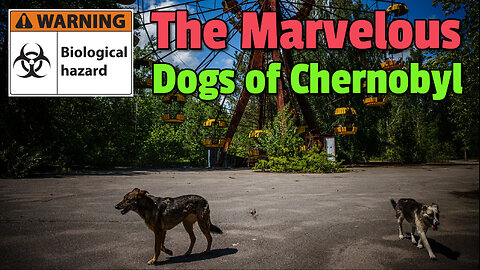 The Marvelous Dogs of Chernobyl, Tokyo Institutes a 4-Day Work Week, & More