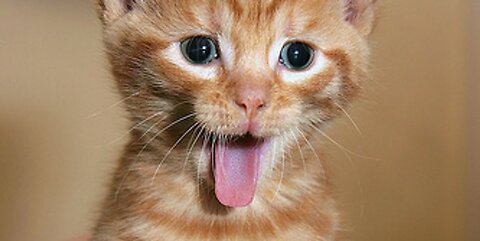 Kitten and parrot plays together
