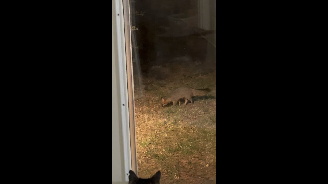 A fox in the yard