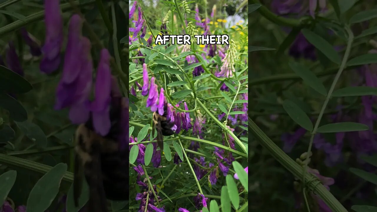 What Are Cover Crops and How Are They Used? #covercrops #regenerativeagriculture #soilhealth