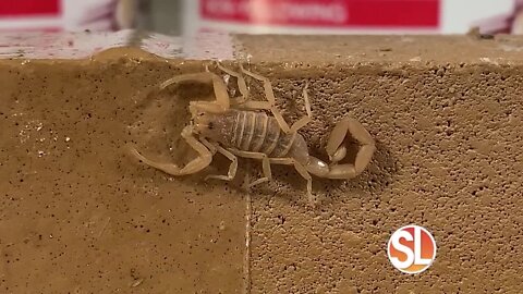 Keeping pests out: Scorpion Repel is too slick for scorpions to stick