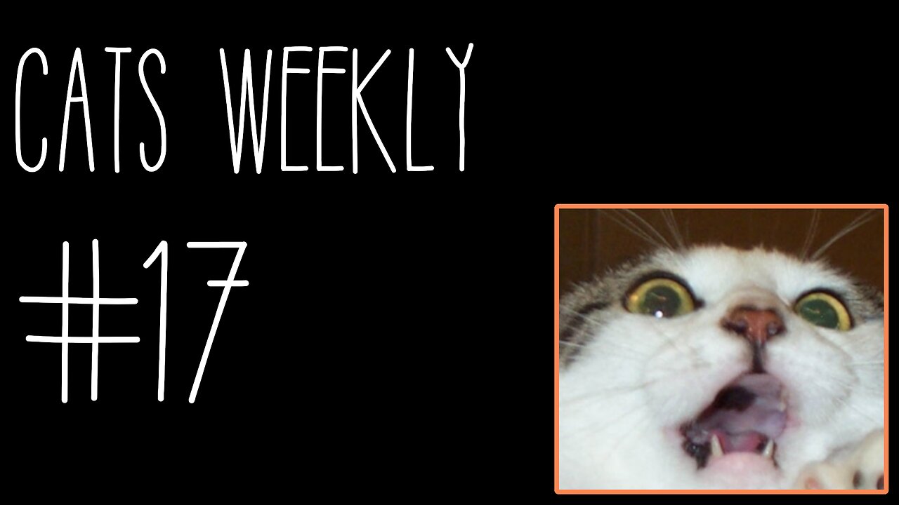 Cats Weekly (#17) – Smols 'N Beans