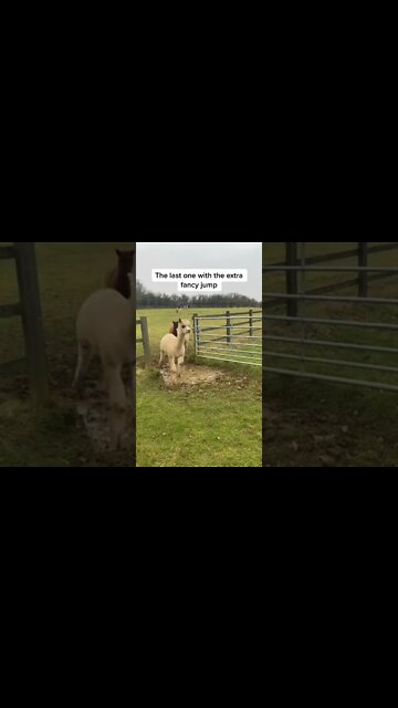 1Min Animal World #dogs #cats #pet