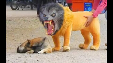 Troll Prank Dog Funny & fake Lion and Fake Tiger Prank To dog & Huge Box Prank to dog