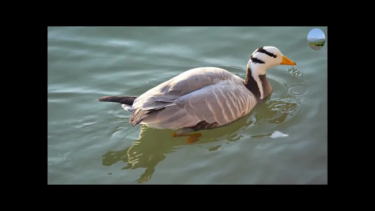Cool Swimming and Relaxing Music...Relaxing Music Video...RMV 2022.