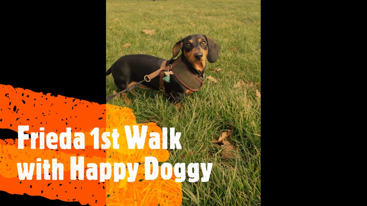 Frieda 1st Walk with Happy Doggy