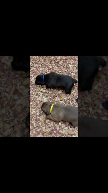 3 week old Cane Corso puppies
