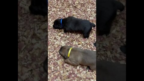3 week old Cane Corso puppies