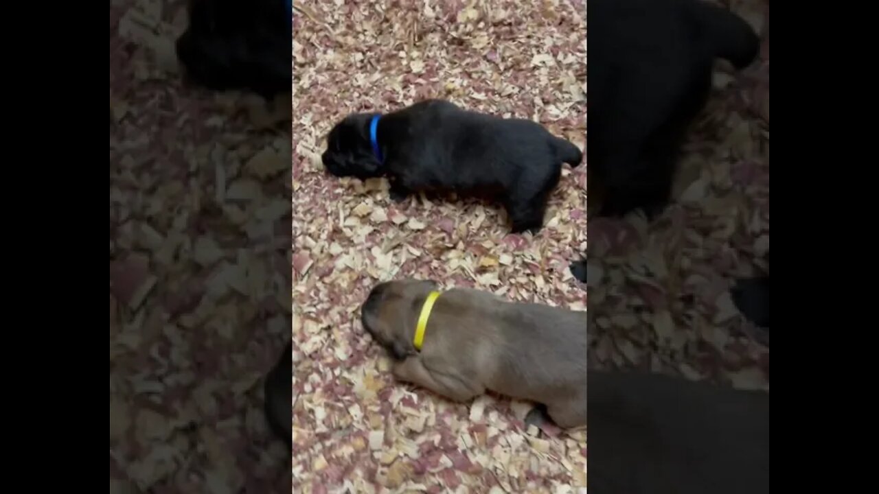 3 week old Cane Corso puppies
