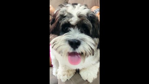 Dog in boredom