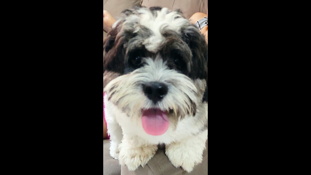 Dog in boredom