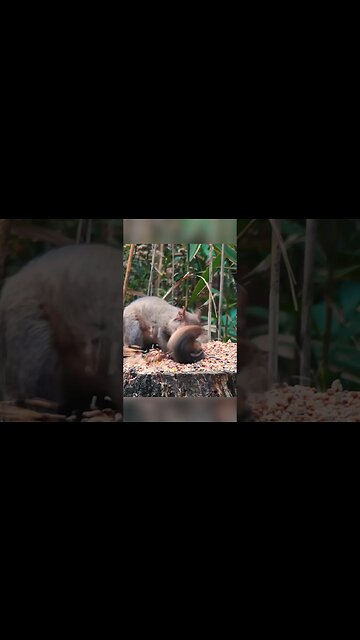 Everybody Wants Some #videosforcats #nature #cutecritters #dogentertainment #videosfordogs #wildlife