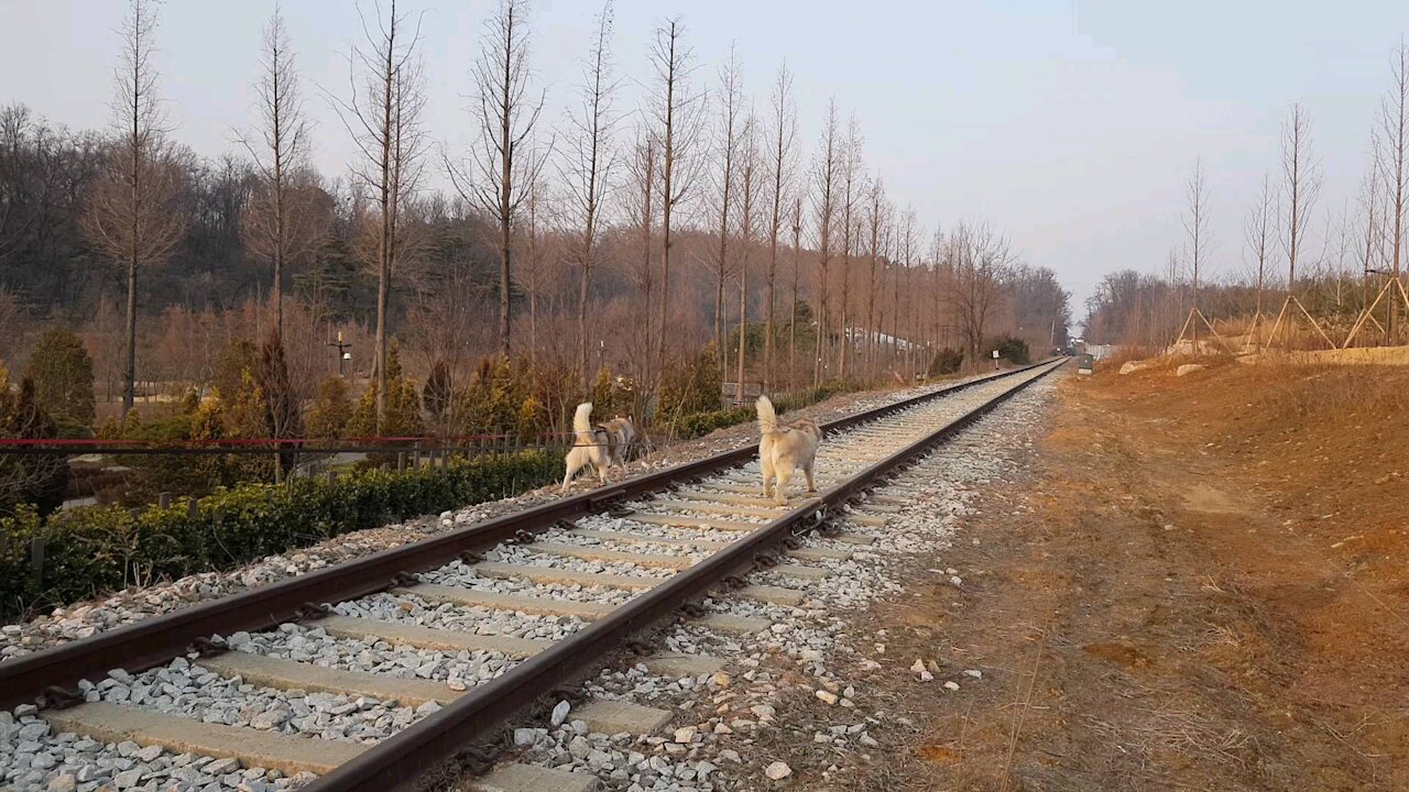 Husky brothers puchitan taking a walk on the railroad tracks.