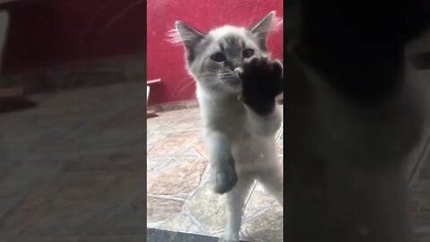 Deixa eu entra !
