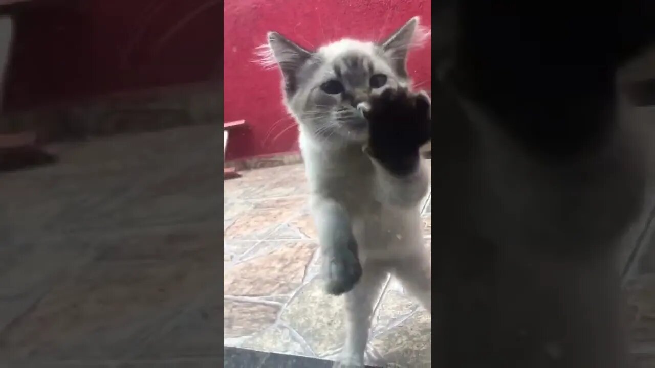 Deixa eu entra !