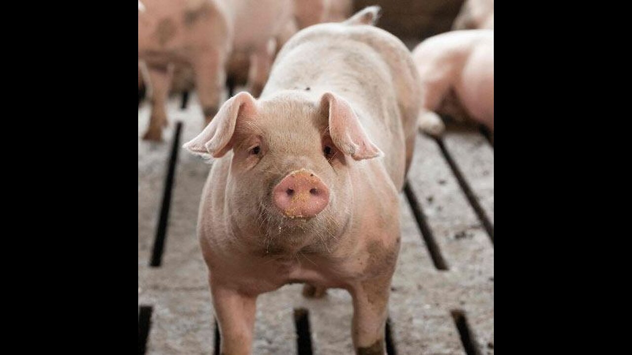 Naughty Pig falling down