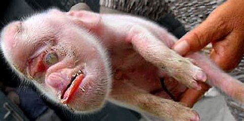 PIG 🐖 DOG 🐶- MONKEY 🙊 S-4 HYBRID