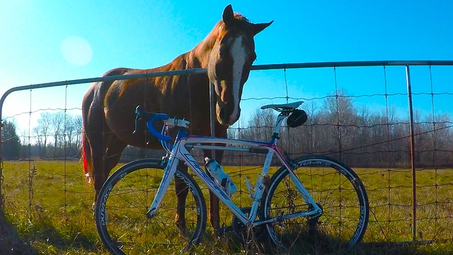 Horse annoyed with cyclist when treats run out