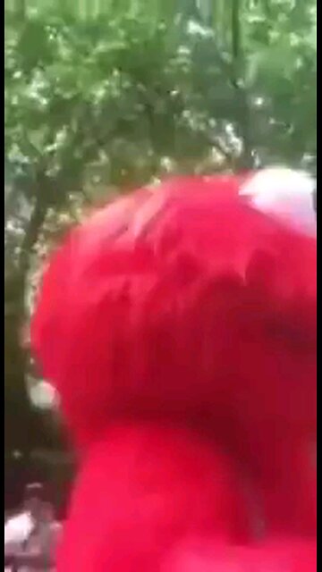 elmo finally snapped. ranting about crazy crazy conspiracy