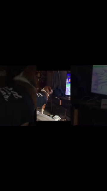 Banchee The Beagle Puppy Bowl Reaction