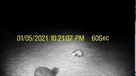 Cat n Opossum video