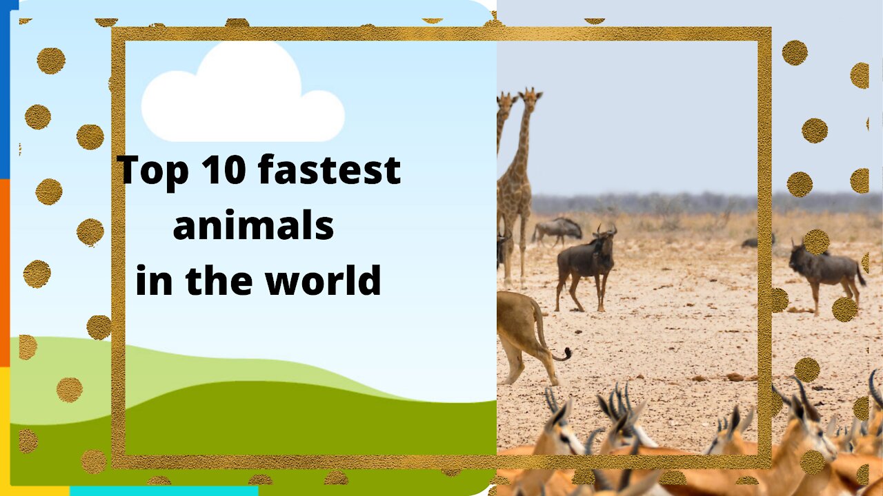 Top 10 fastest animals in the world