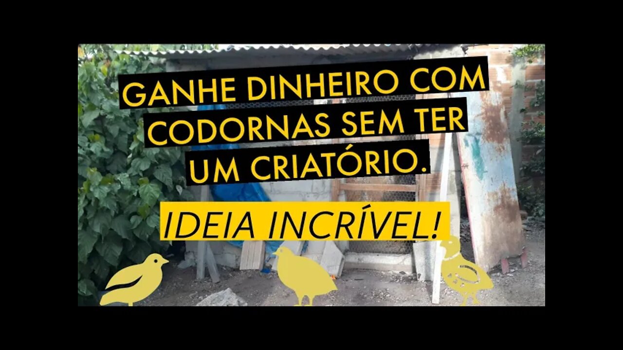 [♦️ÓTIMA IDEIA♦️] GANHE DINHEIRO COM CODORNAS SEM TER CRIAÇÃO DE CODORNAS