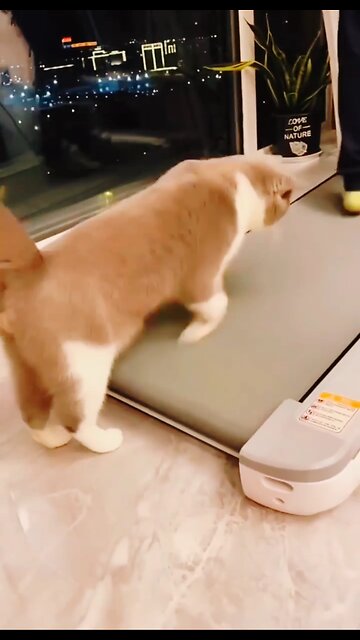 Cute cat trying to exercise But,,,,,, what happened?