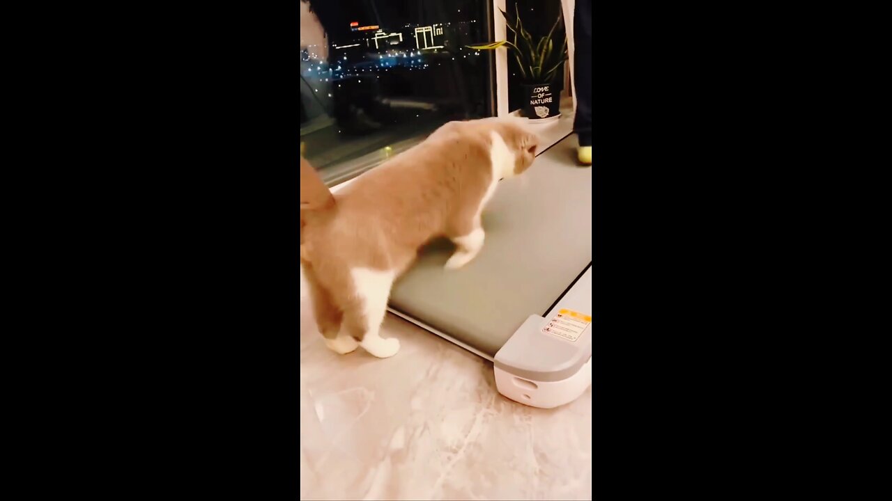 Cute cat trying to exercise But,,,,,, what happened?