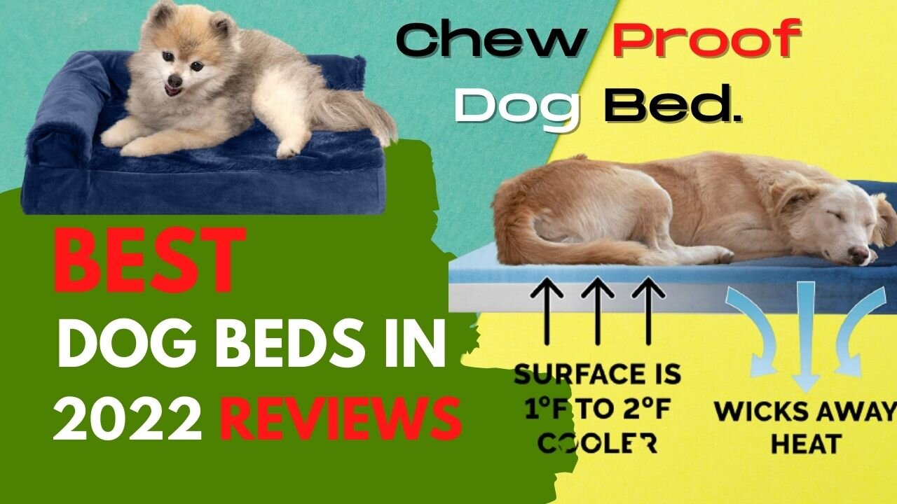 Best Dog Beds in 2022 Reviews | Certified Foam Pet Beds for Small, Medium, and Large Dogs and Cats.