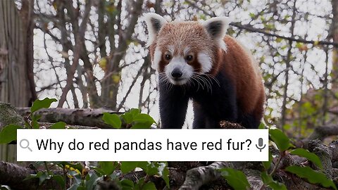 Are Red Pandas Friendly? - Weird Animal Searches - BBC Earth