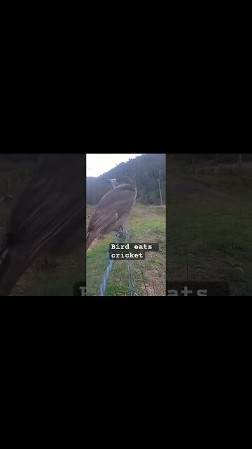 Bird eats cricket. Caught on security camera