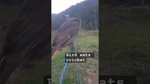 Bird eats cricket. Caught on security camera