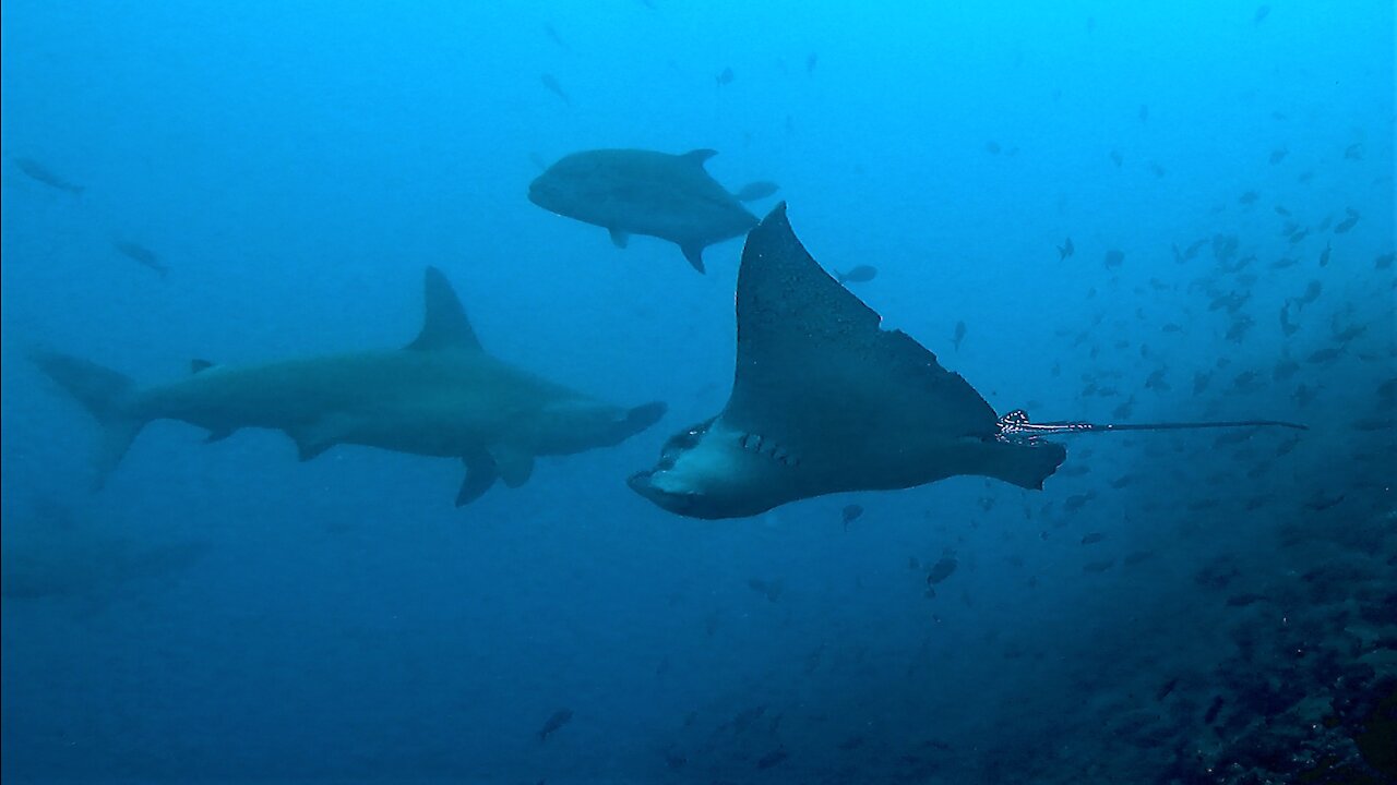 Spotted eagle stingray boldly swims among hammerhead sharks