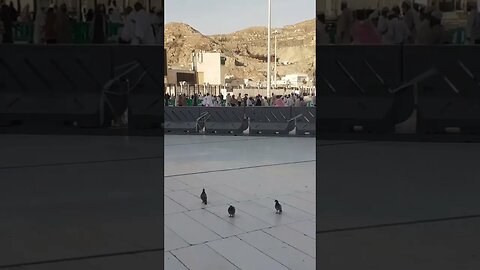 Pigeons of Masjid al-Haram | Makkah