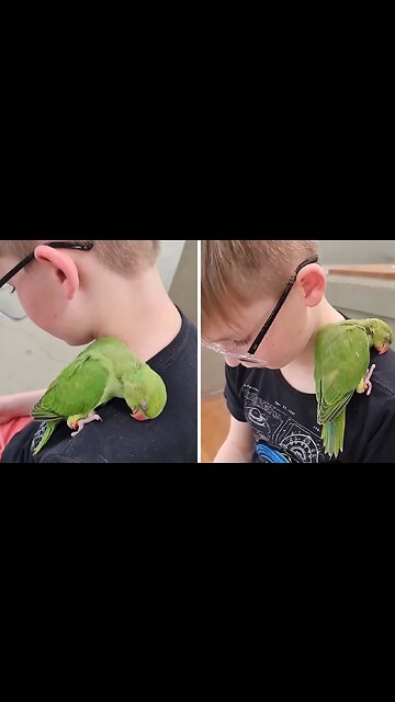 Parrot Adorably Falls Asleep On Boy's Shoulder