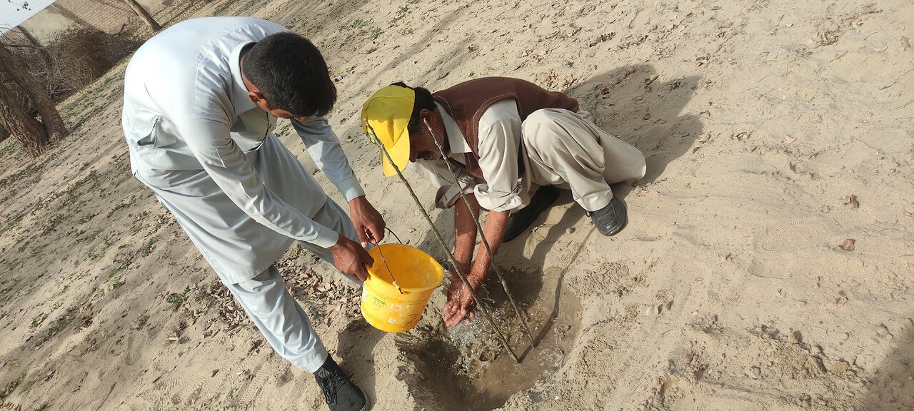 Tree plantation