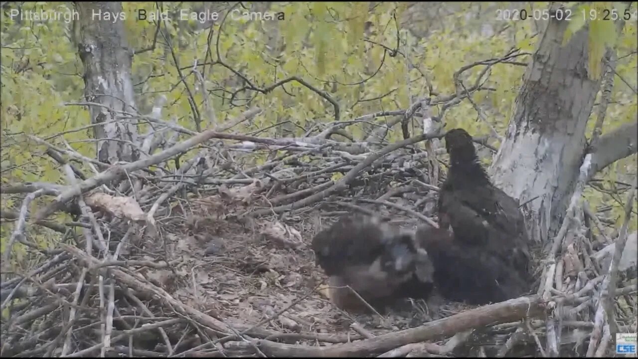 Hays Eagles nest H11 H12 see "SQUIRREL" 5220
