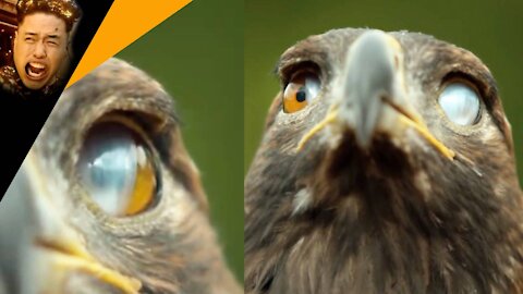 Hawk, transparent eyelids (nicitating membrane slow motion)