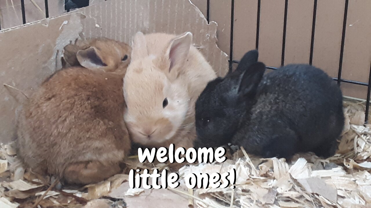 Welcome Little Ones!