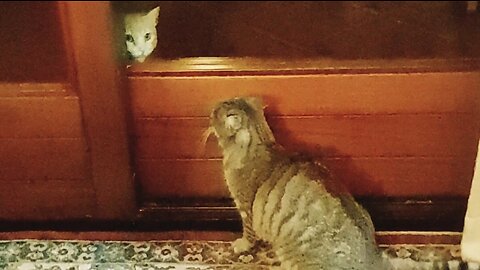 Cat talking with another cat