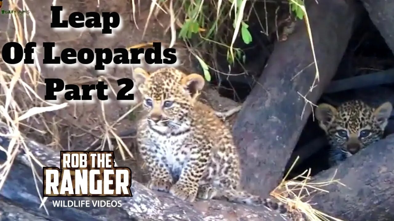 Leap Of Leopards: Mother And Cubs (2): Cubs Get Braver