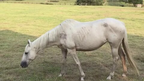 Angel and Penny settled together - cut the knots out of her mane and gave it a good brush