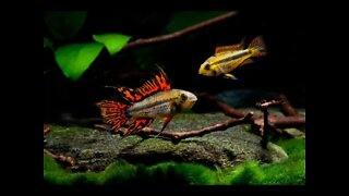 ARE APISTOS HARDIER THAN GERMAN BLUE RAMS?