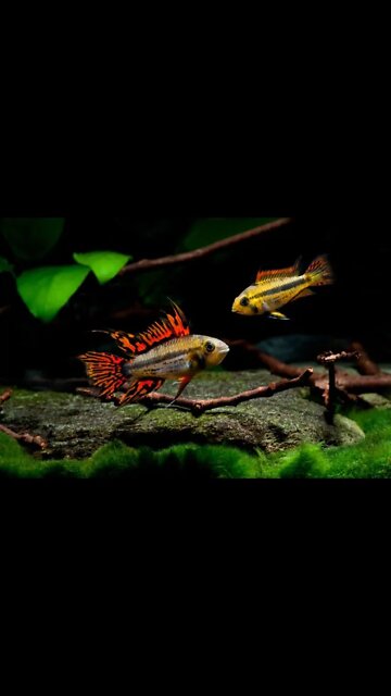 ARE APISTOS HARDIER THAN GERMAN BLUE RAMS?