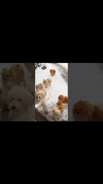 funny viral /#funnyvideo