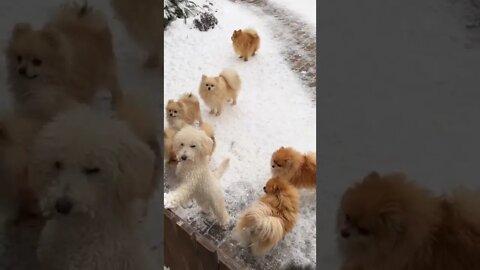 funny viral /#funnyvideo